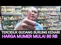 Download Lagu 🟡 TERCIDUK GUDANGNYA BURUNG KENARI HARGA MUMER MULAI 80 RIBUAN KIOS BAJANG DI PASAR BURUNG PRAMUKA