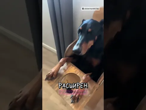 Почему этот пёс ест как человек? 🤨