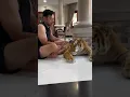 Download Lagu Damn Un Grrrr 🐯 #cuteanimal #tiger #youtubeshorts