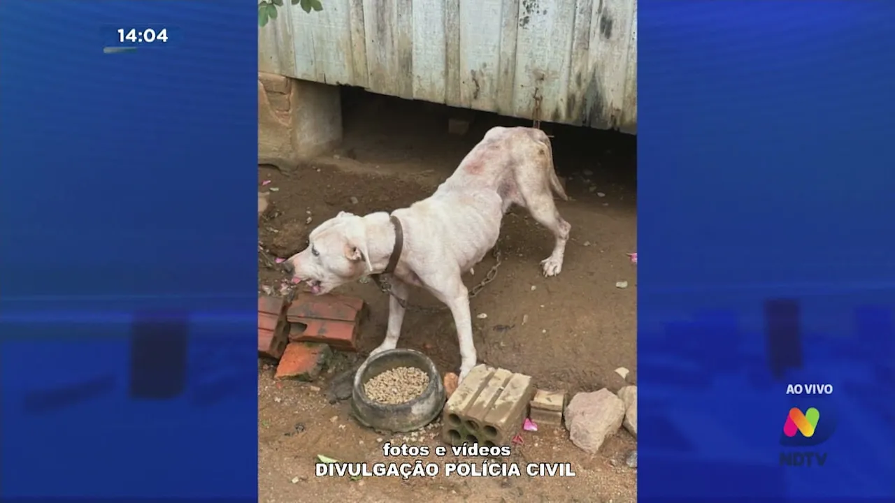 Denúncia de maus-tratos revela situação precária de seis cachorros em Rodeio