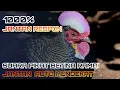 Download Lagu Suara pikat ayam hutan hijau, suara betina untuk pejantan. GACOR AMPUH‼️