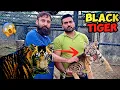 Download Lagu Rare Melanistic Tiger Farm Pa Agya 🦁😱
