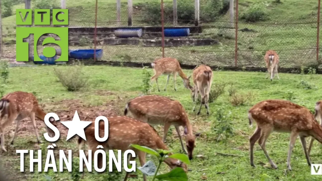 Nuôi hươu sao vùng núi đá, thu 700 triệu/năm | VTC16