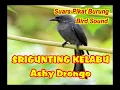 Download Lagu SUARA PIKAT SRIGUNTING RIBUT | SUARA PIKAT SRIGUNTING ABU ABU | PART 1