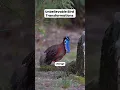 Download Lagu Unbelievable Bird Transformations You Won't Believe Exist! 🤯