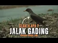Download Lagu Rahasia Jalak Gading: Burung Mistis Penghuni Gunung Lawu