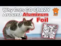 Why Do Cats GO CRAZY Around Aluminum Foil