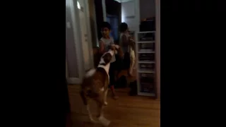 tug o war war with dogs