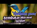 Download Lagu burung tledekan gunung gacor