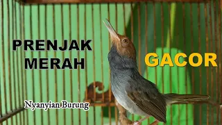 Download PRENJAK MERAH gacor cari lawan , sangat AMPUH untuk PANCINGAN prenjak BISU anda MP3