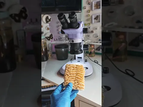 NOODLES UNDER A MICROSCOPE