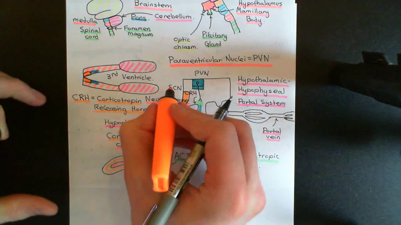 The Hypothalamic-Pituitary-Adrenal Axis Part 7