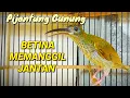 Download Lagu Pijantung gunung betina memanggil jantan pancingan pijantung gunung agar bunyi