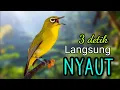 Download Lagu pancingan pleci ngalas bukpar - AMPUH bikin bunyi