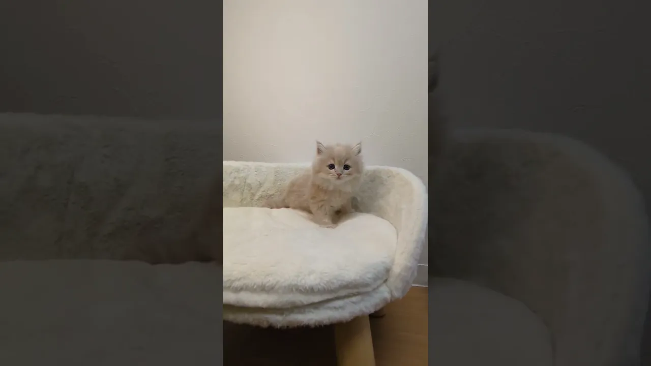 動画
