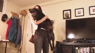 Home – Moto Dog Diaries 23