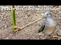 Download Lagu Jebakan burung perkutut simpul tali salam