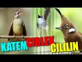 Download Lagu MASTERAN KOMBINASI KAPAS TEMBAK - CIBLEK - CILILIN