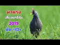 Download Lagu เสียงต่อนกอีลุ้ม ที่คนใช้เยอะที่สุด #เห็นผลเร็ว