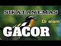 Burung sikatan emas Gacor di alam