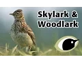 Download Lagu BTO Bird ID - Skylark \u0026 Woodlark