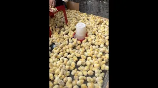 كتاكيت مصلحه سعر ٧ الف دينار عراقي 