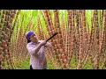 Download Lagu Harvest 1000+ Sugarcane Plants and Sell Them at Market, Simple Sugarcane Growing Process