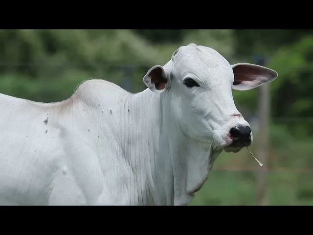 Novilha Nelore CMT - 635