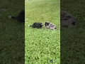 Cheerful Mini Bernedoodle Puppies