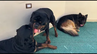 Only A Rottweiler Would Do This! 🤣 Two Dogs, One Toy