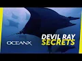 Surprising Facts About The Most Mysterious Mobula Ray