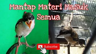 cendet pastol mewah materi masuk greja tarung sambung kunti dan tengkek buto pecah suara