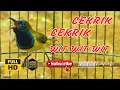 Download Lagu MASTERAN SOGON GACOR PENJEBOL EMOSI SOGON MACET BUNYI TUNGGU 1 MENIT PASTI SOGON RESPON ! #PART 240