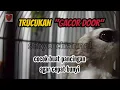 Download Lagu Trucuk Ropelan Rapet, cocok buat pancingan @setyochannel2032 #burung #fyp #trending 