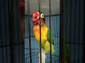 Download Lagu PANCINGAN EMOSI LB BETINA FIGHTER DURASI #lbronggeng #lovebirdfighter #shorts #lovebirdngekek