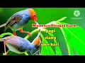 Download Lagu Suara Burung Prenjak Gacor | Masteran Prenjak Kepala Merah | Sekali Denger Langsung Nyaut