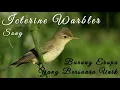 Download Lagu Masteran suara burung ICTERINE WARBLER. Burung eropa suara unik seperti poksai