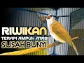 Lagu Trucukan gacor ngriwik, pancingan trucuk bahan terapi ampuh atasi susah bunyi