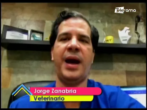 Intoxicación de mascotas por el uso de desinfectantes