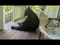 Bear Ruby Hamming It Up