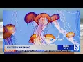 Warning issued for stinging jellyfish at Malibu L A County beaches