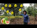 Download Lagu NABUBULOK LANG ANG POMELO SA TABING HALAMANAN WALNG KUMUKUHA