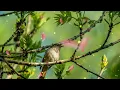Download Lagu Birds song 🤍