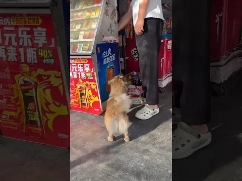 Today, the dog's owner took the dog to the mall. #short #youtubeshorts