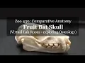 Virtual Lab Fruit Bat Skull