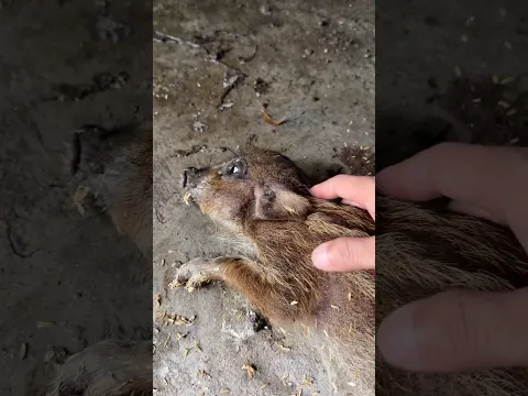 Rescue the Sick Baby Pig – A Heartwarming Rescue Story