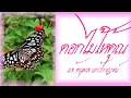 ดอกไม้ให้คุณ - แจ้ ดนุพล แก้วกาญจน์