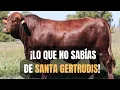 What NO ONE tells you about the SANTA GERTRUDIS breed
