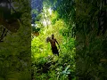 Lagu Going Deep into the Jungle to Harvest Sakau in Micronesia, 🏝️🤙☀️  #everyone #travel #explore