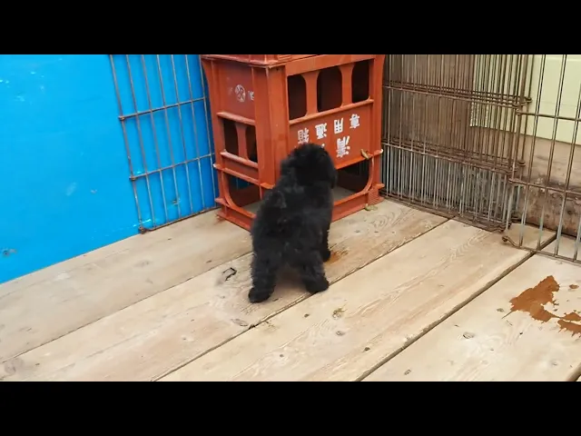 動画